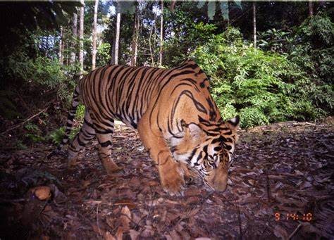 Saving Sumatra | WWF - raincitystudios.com