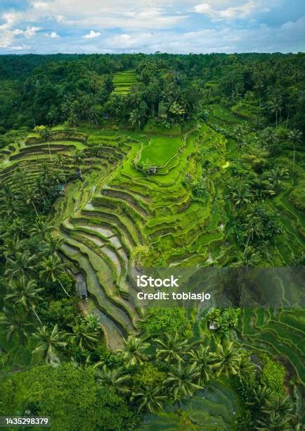 Sawah Terasering Bali, Indonesia foto stok... - iStock - wintechmobiles.com