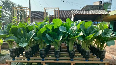 Sawi Caisim Berapa Lama Panen - balustradellc