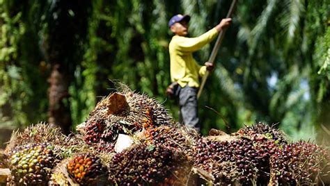 Sawit, dan Selamatkan Hutan Alam Tersisa - raincitystudios.com