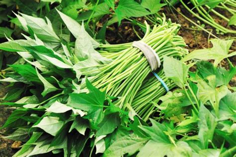 Sayur Daun Ubi Jalar - balustradellc