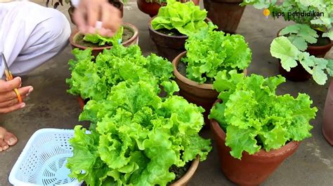 Sayur Selada : Pengenalan dan Cara Menanam - Alat Pertanian | Alat ... - balustradellc