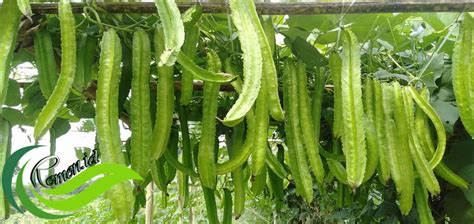 Sayuran Jaat - wintechmobiles.com