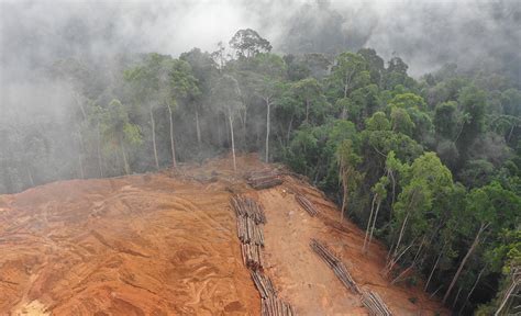 SBTi unveils updated land-sector climate guidance to accelerate no ... - muktibox.com