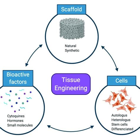 Scaffolds for tissue engineering - Nature - wintechmobiles.com