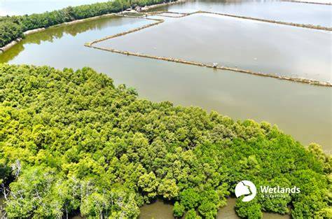 Scaling science-based mangrove restoration in the … - raincitystudios.com