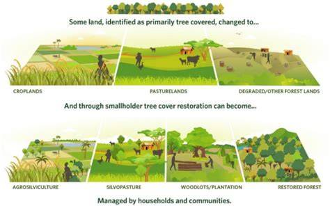 Scaling smallholder tree cover restoration across the tropics - raincitystudios.com