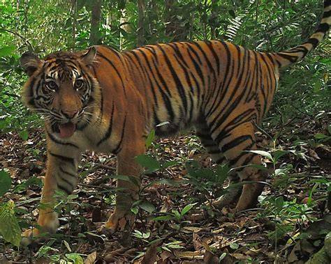 Scaling up an integrated conservation model for tigers … - raincitystudios.com