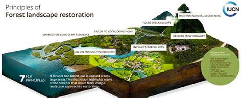 Scaling-up forest landscape restoration to stimulate … - raincitystudios.com