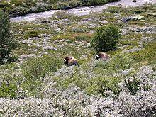 Scandinavian montane birch forest and grasslands - raincitystudios.com