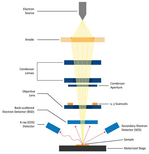 Scanning Electron Microscopy | Nanoscience Instruments - wintechmobiles.com