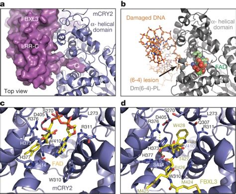 SCFFBXL3 ubiquitin ligase targets cryptochromes at …