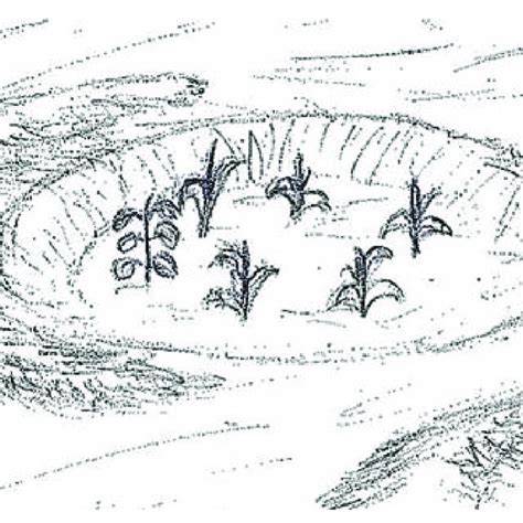 Schematic representation of a zaï planting pit. - raincitystudios.com