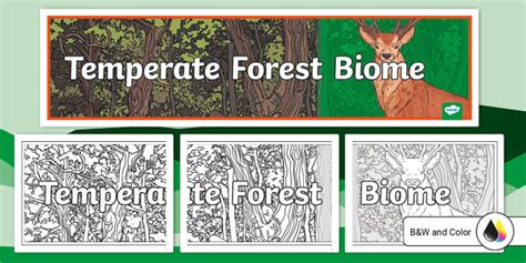 Science for Kids: Temperate Forest Biome - Ducksters - muktibox.com