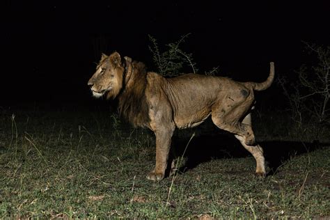 Scientists Put a Camera on a Lion… What It Captured Is ... - balustradellc