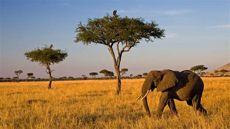 Scientists Say: Savanna - Science News Explores - raincitystudios.com