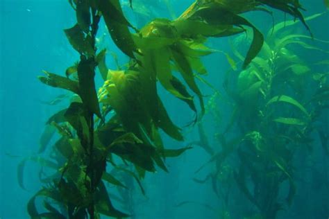 Scientists strive to restore world’s embattled kelp forests - raincitystudios.com