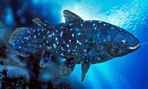 Scientists Unearth 150-Year-Old "Living Fossil" Fish … - muktibox.com