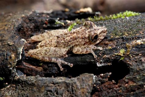 SCINAX ARGYREORNATUS (Rio Mutum Snouted …