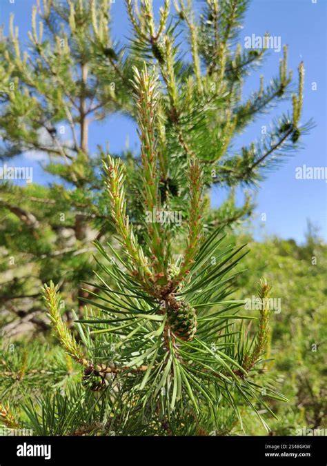 Scots Pine (Pinus sylvestris) - British Trees - Woodland … - raincitystudios.com