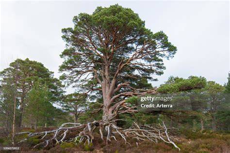 Scots pine - Oxford Academic - raincitystudios.com