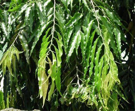 Screening of Polyalthia longifolia Leaves as Potential … - raincitystudios.com