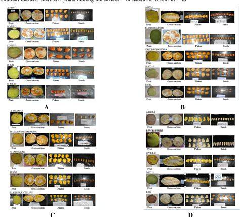 Screening of selected genotypes of jackfruit (Artocarpus heterophyllus ... - raincitystudios.com