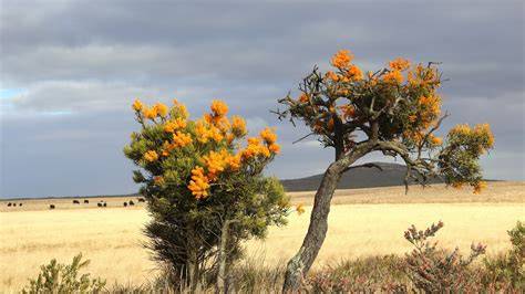 Scrubland: characteristics, types, detailed flora … - raincitystudios.com