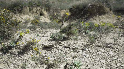 Scrubland | Plant Adaptations & Animal Habitats - raincitystudios.com