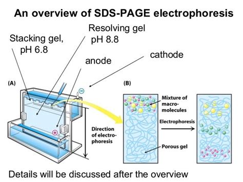 SDS Page Lecture