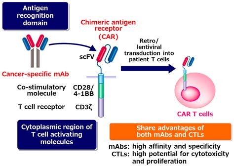 SE19009 - Chimeric Antigen Receptor (CAR) T-Cell Therapy …