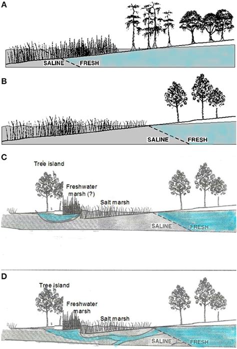 Sea Level Rise and the Dynamics of the Marsh-Upland … - wintechmobiles.com
