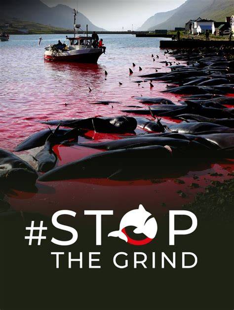 Sea Shepherd Global - raincitystudios.com