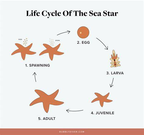 Sea Star Life Cycle & Ocean Research Unit 3-in-1 Real Image ... - TPT - raincitystudios.com