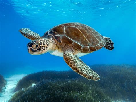Sea Turtle | World Wildlife Fund - muktibox.com