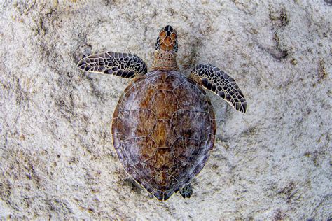 Sea Turtle Conservation Bonaire - muktibox.com