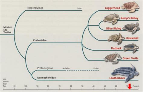 Sea Turtle Evolution - muktibox.com
