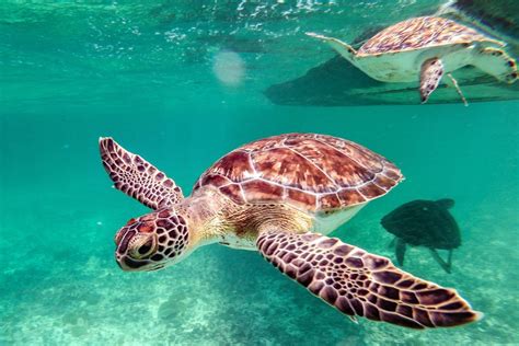 Sea Turtles - NOAA Fisheries - muktibox.com