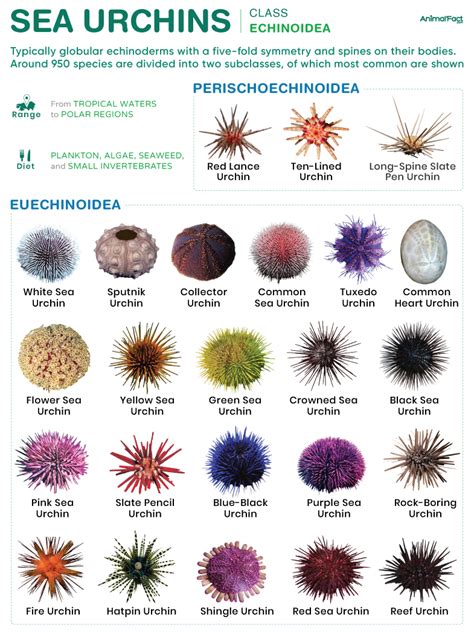 Sea Urchin - Description, Habitat, Image, Diet, and Interesting Facts - muktibox.com