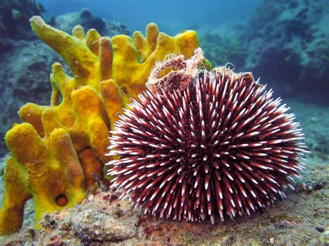 SEA URCHINS & SEA BISCUITS – BEACHCOMBING TREASURES ON ABACO