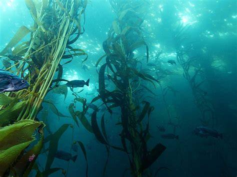Seaforestation | Project Regeneration - raincitystudios.com