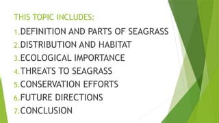 Seagrass Definition - muktibox.com