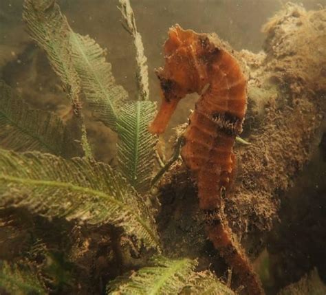 Seahorse Ecology and Conservation in Negative Estuaries in Brazil - raincitystudios.com