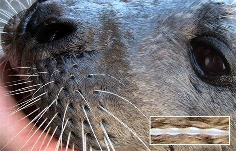 Seal Whiskers Inspire Marine Technology - Woods Hole … - balustradellc