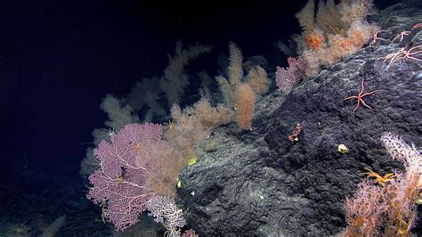 Seamounts: Oases of Life - Deep Ocean Education Project - wintechmobiles.com
