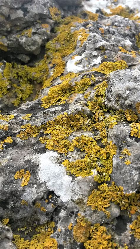 Seaside Lichens - Smithsonian Ocean - muktibox.com