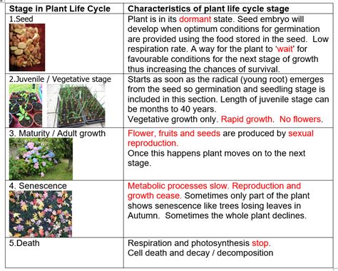 Season and plant life history stage in revegetation influence ... - raincitystudios.com