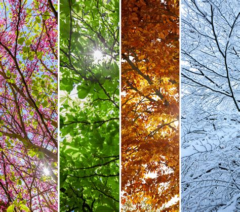 seasonal changes | Birdfact - muktibox.com