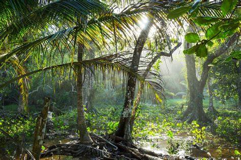 Seasonal tropical forest - Wikiwand - raincitystudios.com