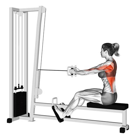 Seated Cable Row | Exercise Guide - balustradellc